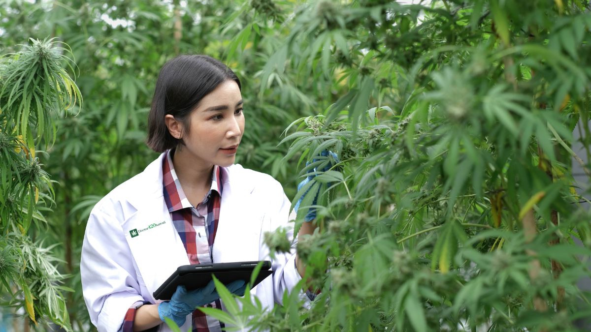 Doctor 420 Hawaii
