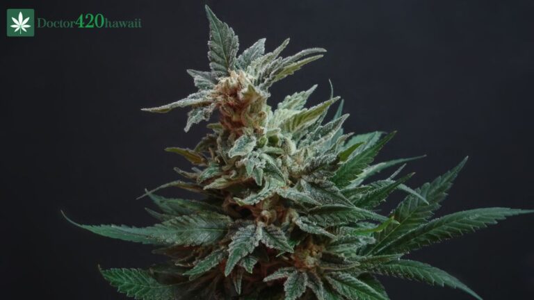 Read more about the article 5 Benefits of Having a Medical Cannabis Card in Hawaii