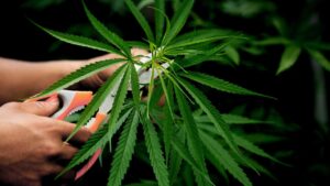 Read more about the article How Out-of-State Patients Can Legally Access Medical Cannabis in Hawaii